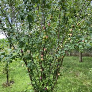 Cruisboomveld - Geulle - Meerssen