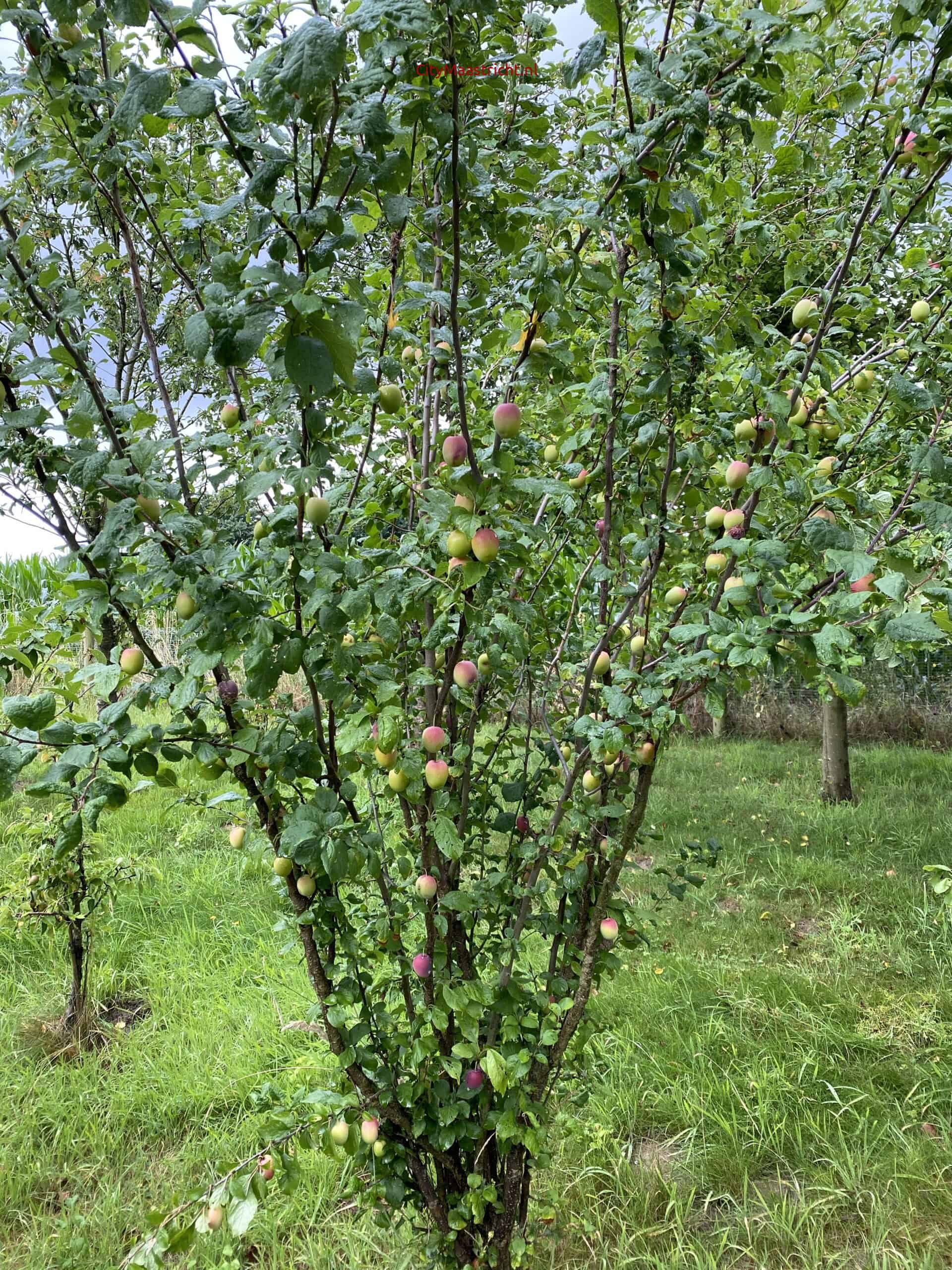 Cruisboomveld - Geulle - Meerssen