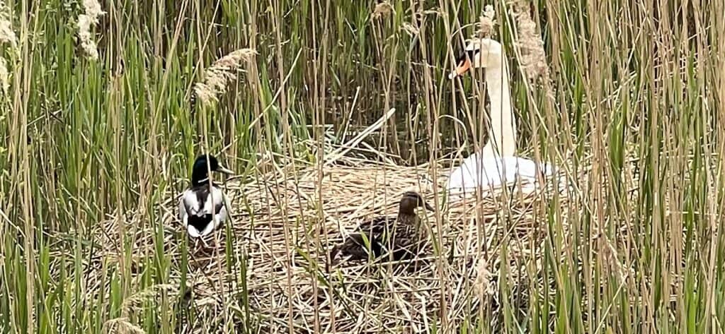 Witte zwaan en twee eenden op het nest in Geusseltvijver Wittevrouwenveld.