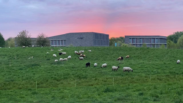 Schapen in de wei Atletenbaan met opkomende zond, op de achtergrond UWC