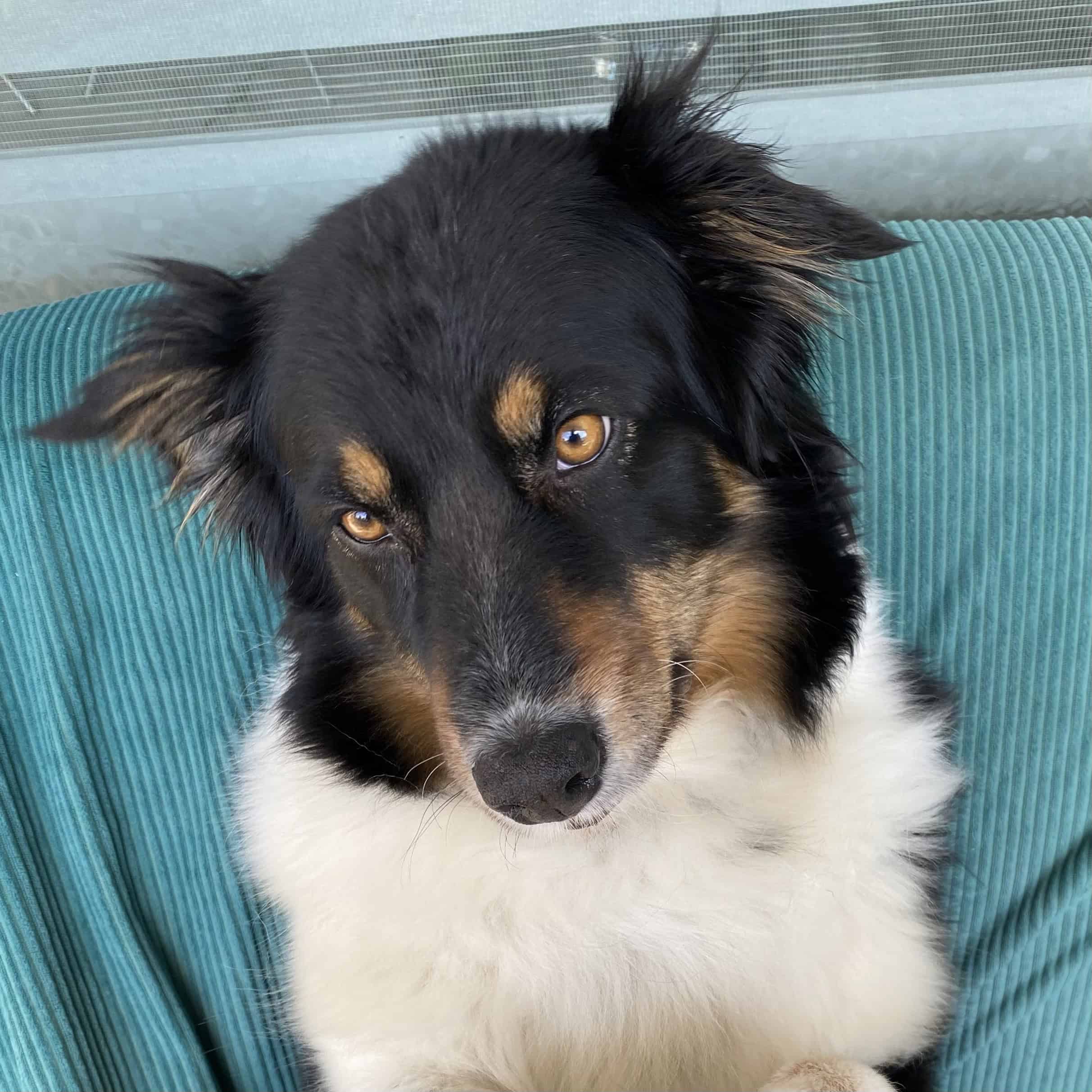 Australische herder