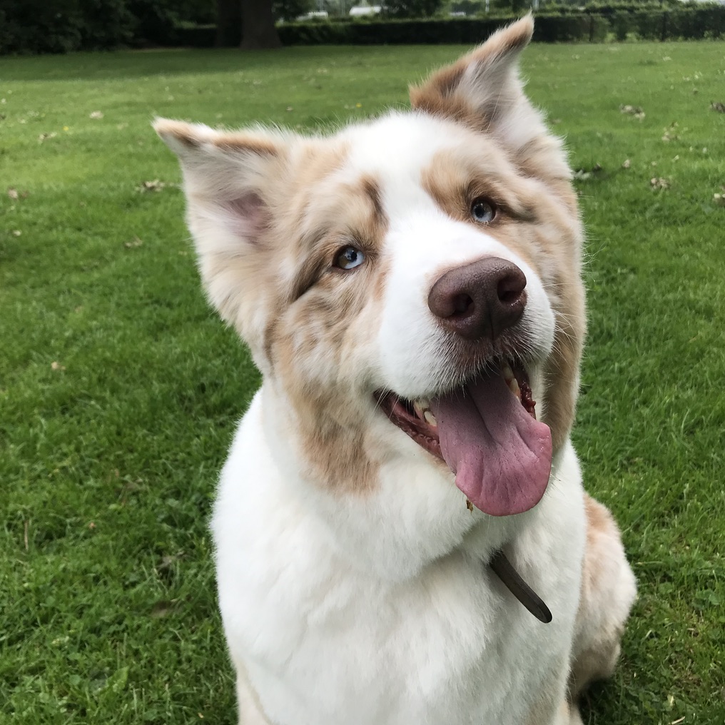 Kayne, Austrakische herder, kindervriend.