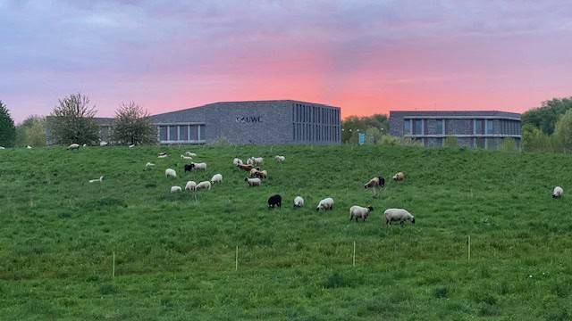Schapen in de wei Atletenbaan met opkomende zond, op de achtergrond UWC