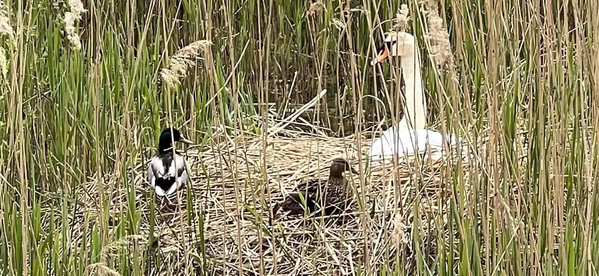 Witte zwaan en twee eenden op het nest in Geusseltvijver Wittevrouwenveld.